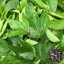 gongura pack of 2